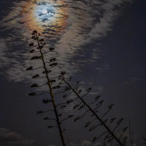 Lunar Corona and Venus