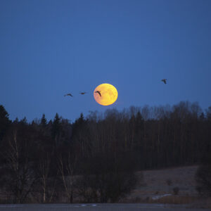 Partial Eclipse at Moonset