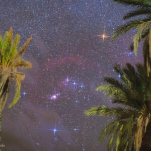 Orion and Palms
