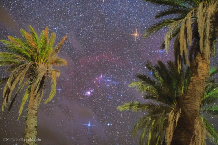 Orion and Palms
