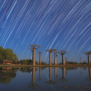 Baobab's Reflection