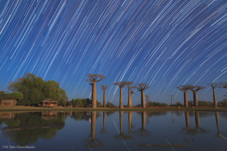 Baobab’s Reflection