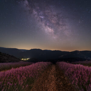 Lavender in the Pyrenees