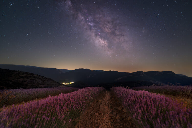 Lavender in the Pyrenees