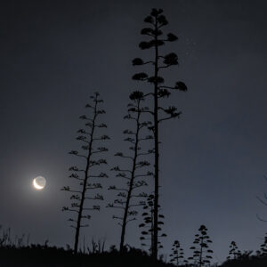 The Rising Moon and the Pleiades