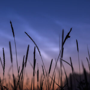 Reflections of Noctilucent Clouds