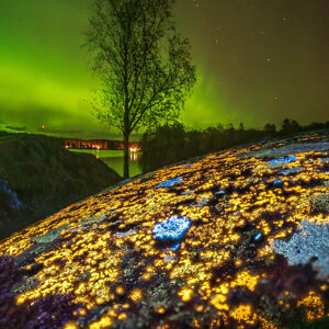 Glowing Realm