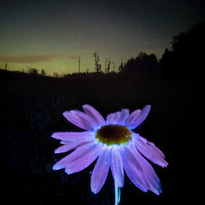 Daisy in UV and Northern Lights