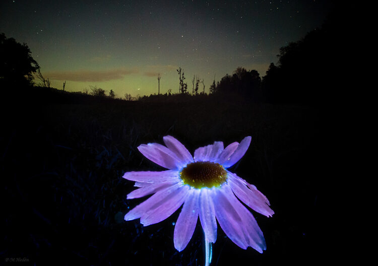 Daisy in UV and Northern Lights