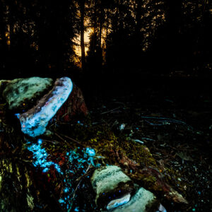 A Dead Tree With Colorful Fungi