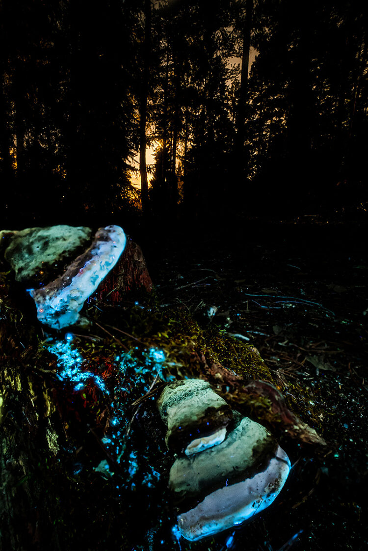 A Dead Tree With Colorful Fungi