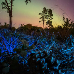 Pine and the Aurora