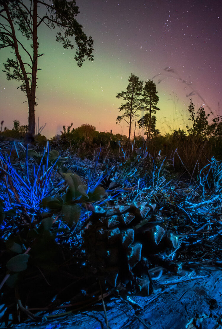 Pine and the Aurora