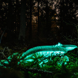 Glowing Fungi With Cassiopeia in the Sky
