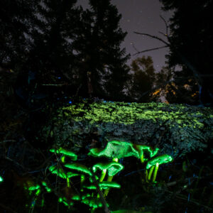 Glowing Fungi With Cassiopeia in the Sky
