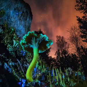 Craterellus Tubaeformis and Cassiopeia
