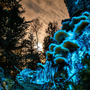 Recycling in Moonlight