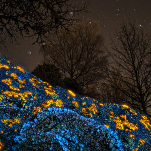 Blue and Golden Lichens Under Stars