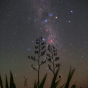 Southern Cross and a Flax Plant
