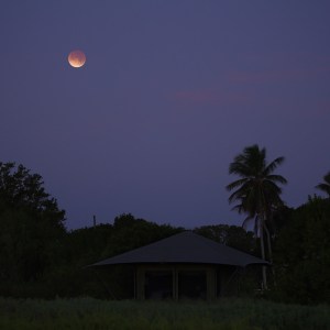 Red Moon of Everglades
