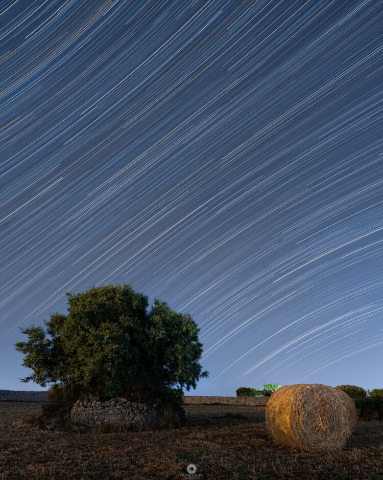 Star Trails Over the Carob Tree