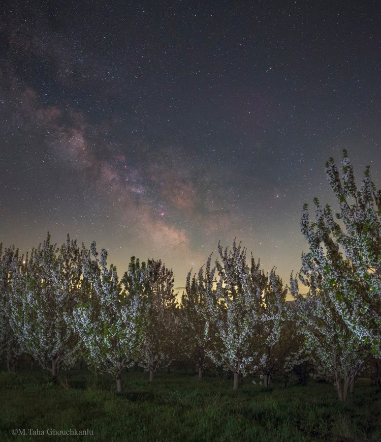 Spring Beneath the Milky Way