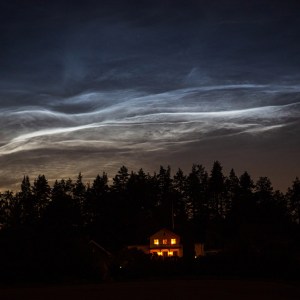 Bright NLC and the Daisy