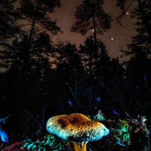 Life Beneath the Stars