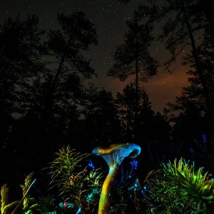 Life Beneath the Stars