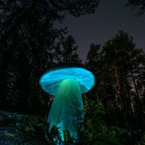 Mushroom and Vega