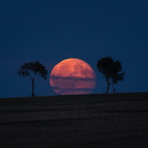 Moon Between Trees